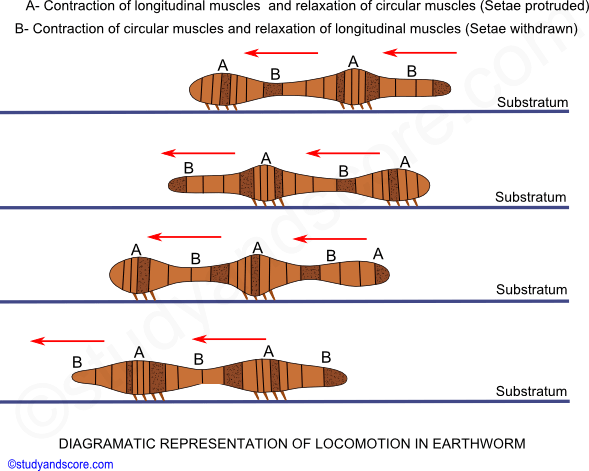 Earthworm body wall, Earthworm coelom, Earthworm locomotion, Earthworm digestive system, longitudinal muscles, coelomic fluid, circular muscles, segments